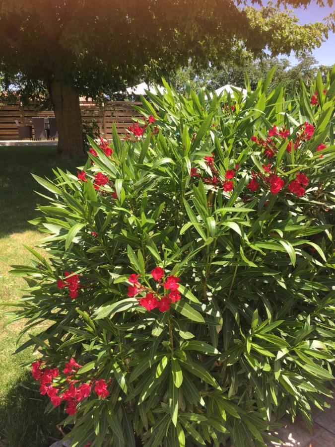 Domaine De La Vigne Bed & Breakfast Cadalen Luaran gambar